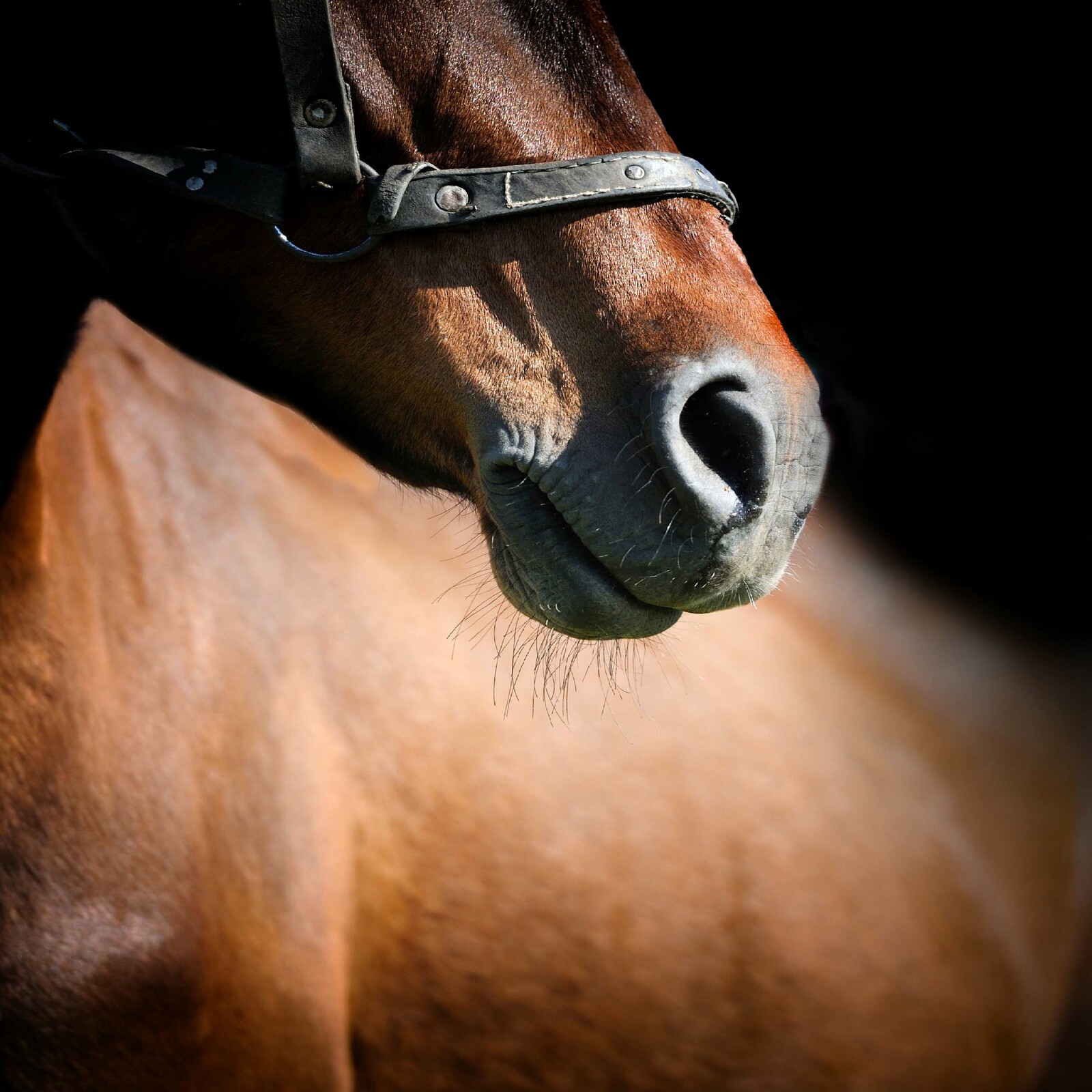 Harpagophytum Liquide Cheval : Complément Cheval Vital Herbs