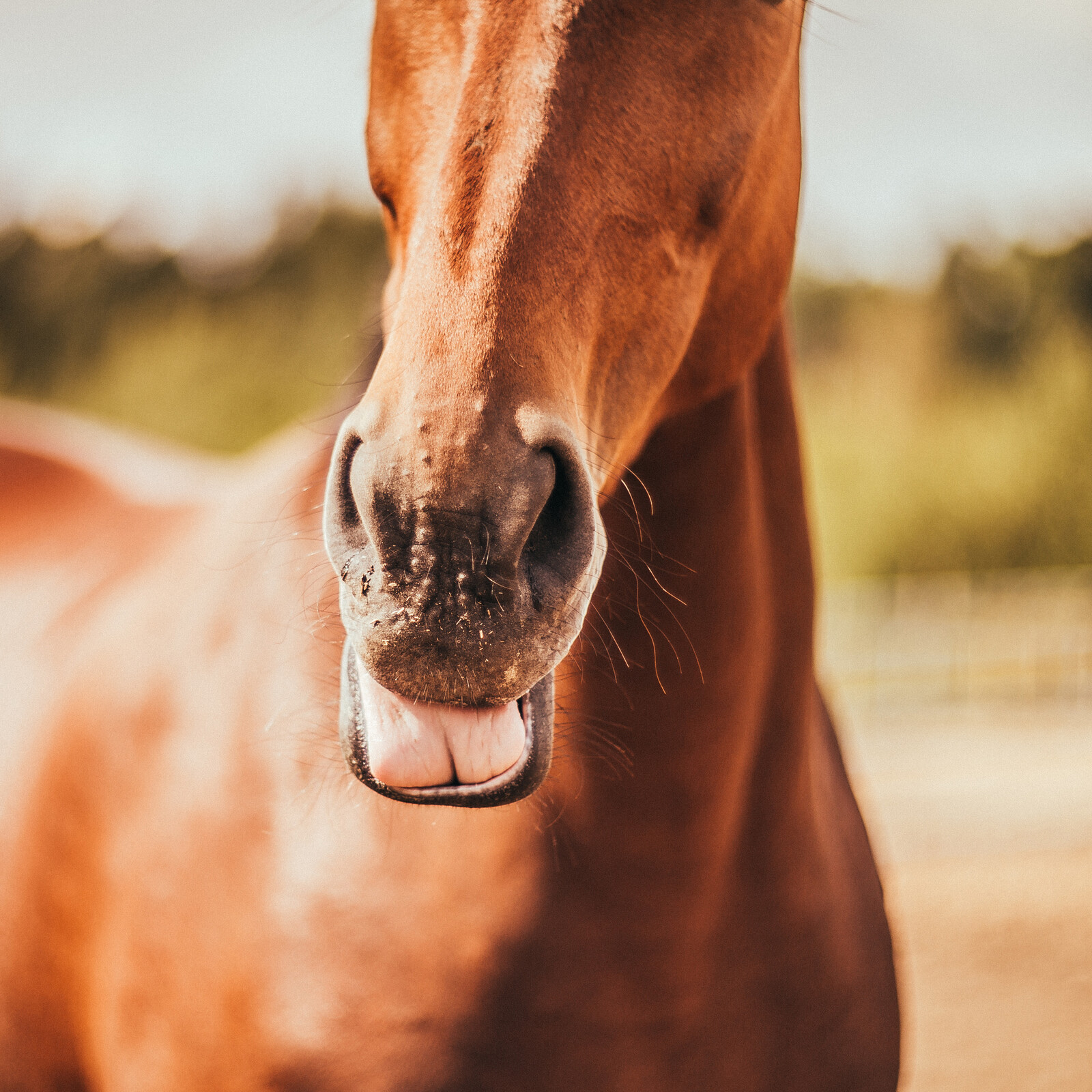 Help mijn paard heeft last van zijn maag