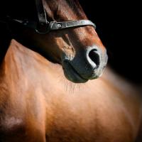 L'importance du magnésium pour les chevaux