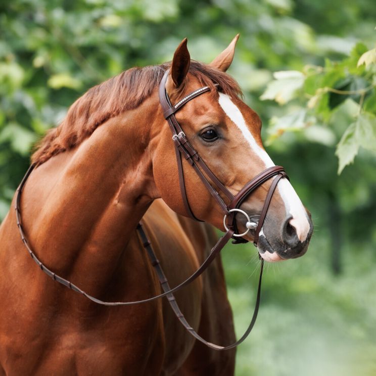 Bridon CSO Nibago Classic