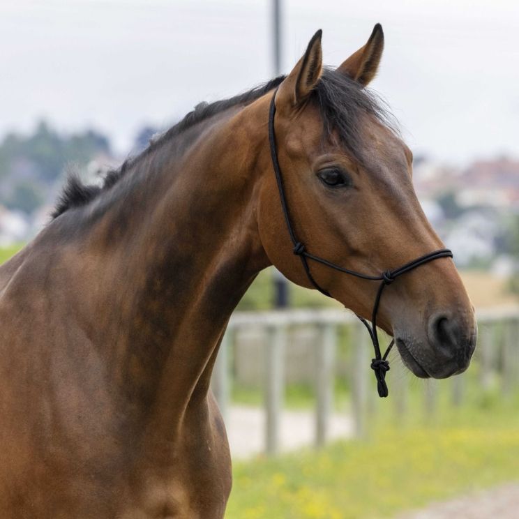 Riding World Headcollar Fine Ethological Black