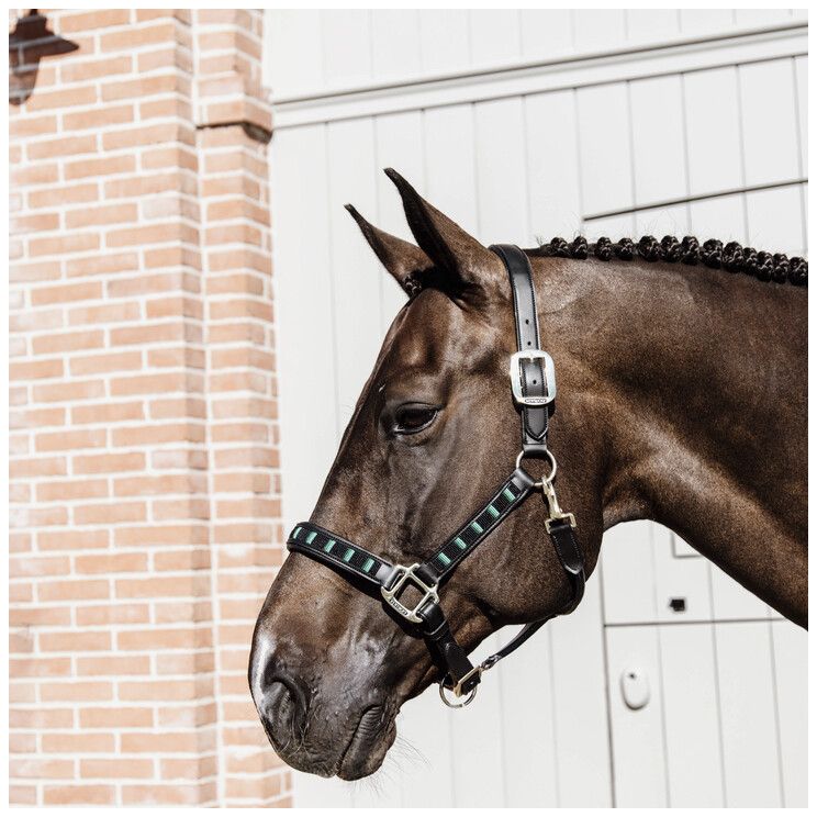 Kentucky headcollar

