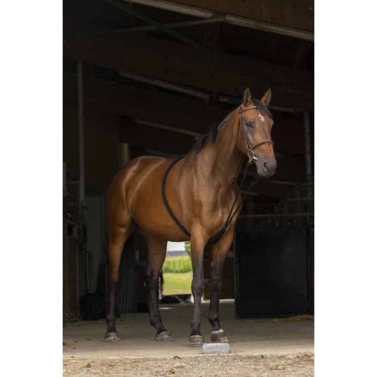 Norton Gentle Stretching Training Aid 