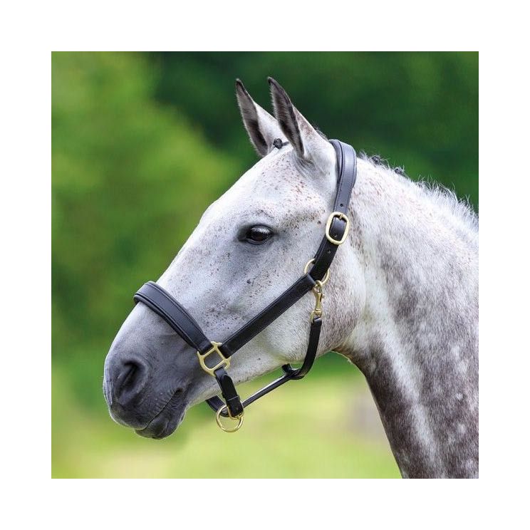 Shires Headcollar Blenheim