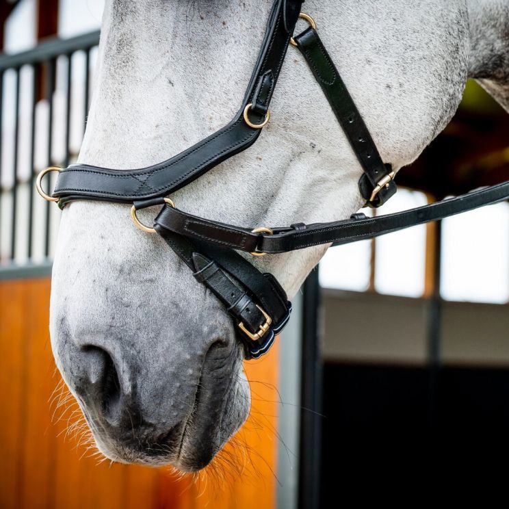 micklem bridon horseware rambo atelier du cheval