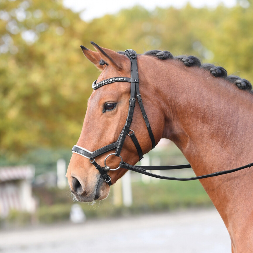 Busse bridle feeling