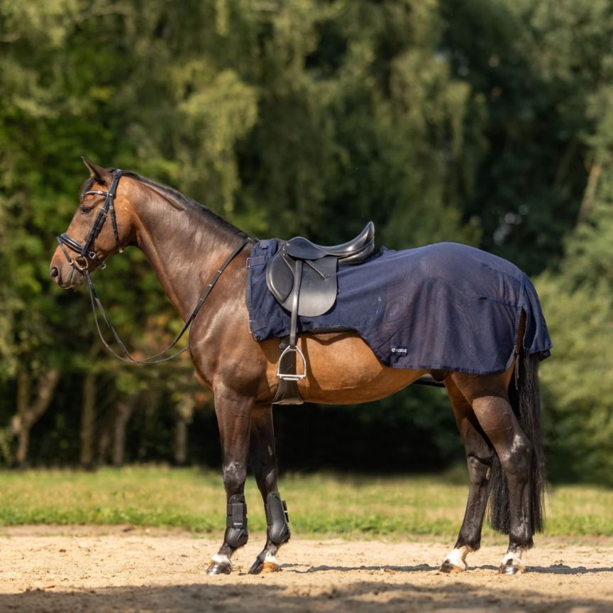 Busse Fly Sheet Exercise III No Neck