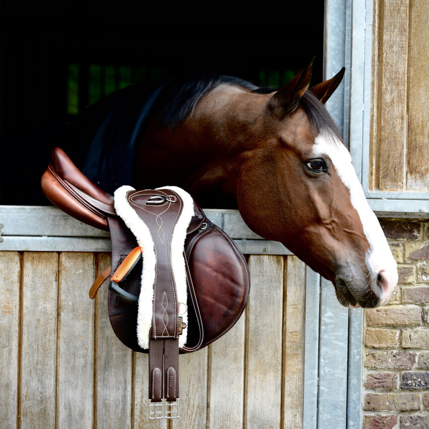 Sangle anatomique mouton kentucky