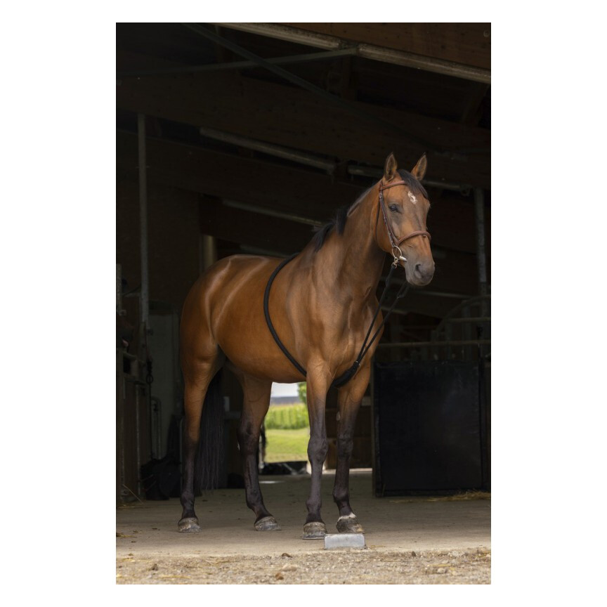 Norton Gentle Stretching Training Aid