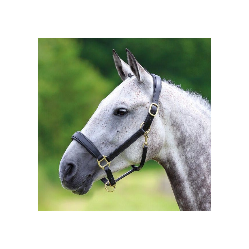 Shires Headcollar Blenheim