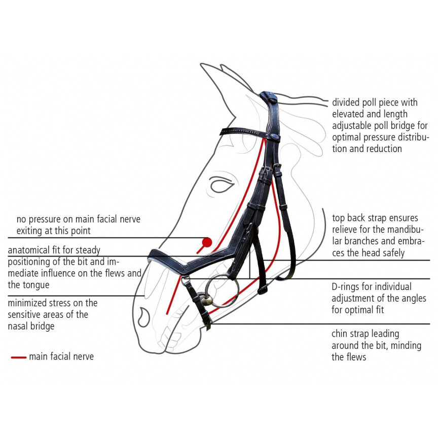Busse bridle feeling