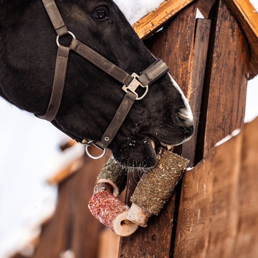 Candy Horse Wooden Toy Immuno Horse