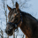 Equitheme Nose Shield UV