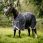 Rambo Optimo Plus Bundle Turnout 