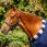 Horseware Newmarket Cosy Fleece Cooler Front thumbnail