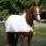 Horseware Wateproof Liner