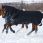 Couverture d’hiver Horseware Amigo Bravo Super