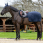 LeMieux Chemise couvre-reins Clima-Tek noire