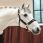 Licol Werano Back on Track