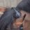 Busse bridle feeling thumbnail