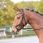 Busse bridle feeling thumbnail