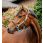 Horseware Signature Competition Headcollar Brown / Blue Haze
