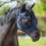 Dominick Fly Mask Comfort Fit-Full