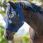 dominick fly mask comfort fit