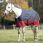 Equitheme Turnout Rug 1200D 0gr