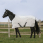 Equitheme UV-Resistant Sheet