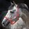 Horseware fieldsafe licol
