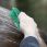 Lemieux Hippo Brush Wash thumbnail