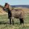Lemieux Arika 600D Winter Rug 200G Alpine
