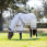 Lemieux Sweet Itch Rug Kudos Shower Pro