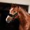 Licol mouton en nylon kentucky Poney