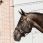 Kentucky headcollar