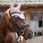 Kentucky Fly Rope Veil Wellington 3D Logo Old Rose thumbnail