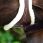 Sangle anatomique mouton kentucky thumbnail