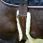 Sangle anatomique mouton kentucky thumbnail