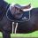 Sangle anatomique mouton kentucky thumbnail