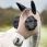Lemieux Bug Relief Fly Mask-Walnut-Extra full