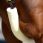 protection de poitrail pour martingale Kentucky