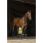Norton Gentle Stretching Training Aid