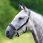 Shires Headcollar Blenheim
