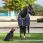 Bucas Show-Line Fleece Rug Horse thumbnail