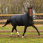 Horseware Turnout Trot Plus 350g