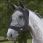 Masque Anti-Mouches Deluxe Weatherbeeta