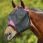 Masque anti-mouches Weatherbeeta Comfitec Deluxe