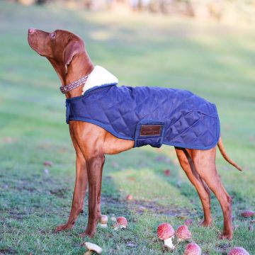 Manteau chien kentucky