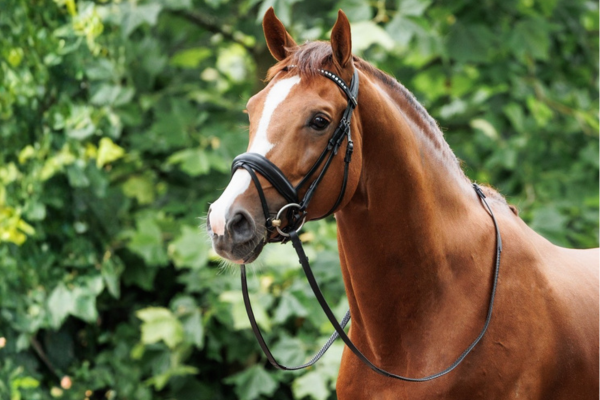 OFFRE DU JOUR NIBAGO